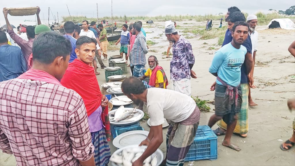 চরে চরে ইলিশের হাট