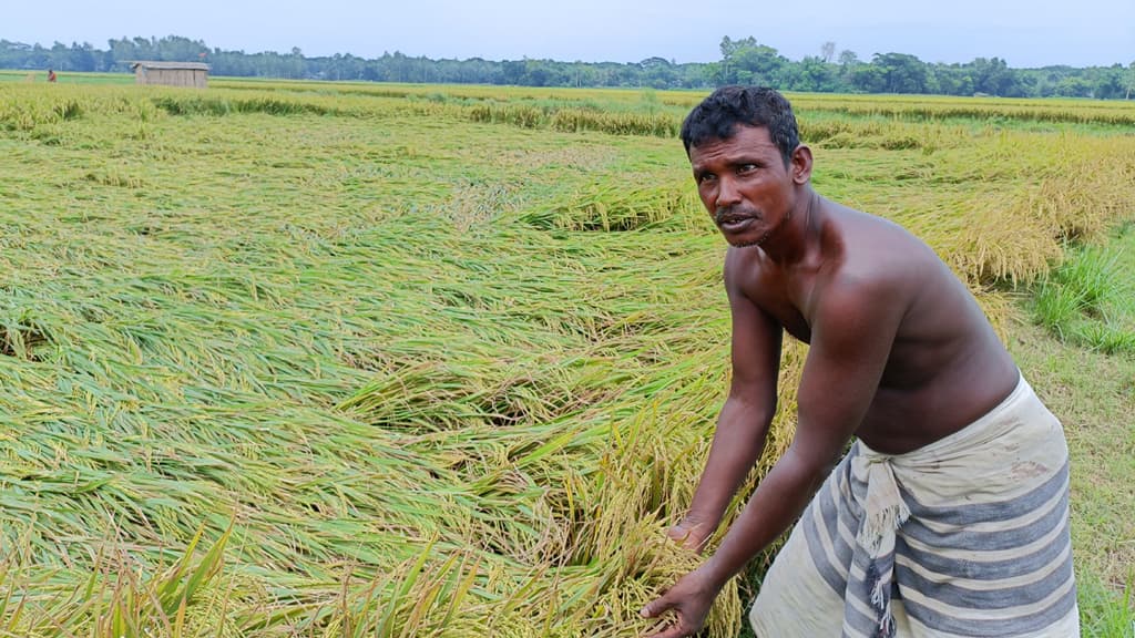 পানির নিচে কৃষকের ধান