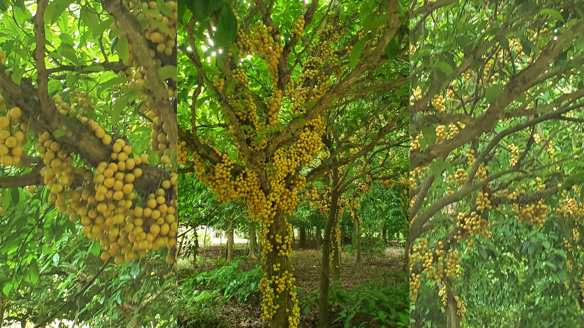 একদিন লটকন বাগানে