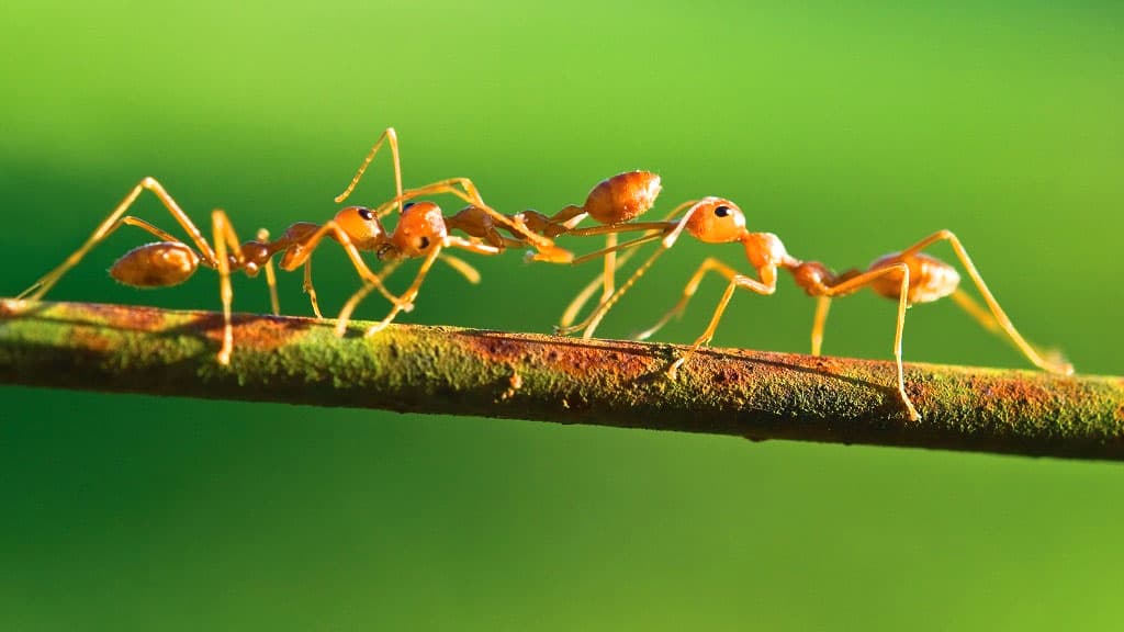 পৃথিবীতে কত পিঁপড়া আছে