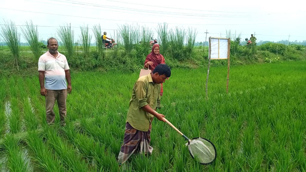 ধানে রোগ দেখা দেওয়ার আগেই সতর্ক কৃষকেরা