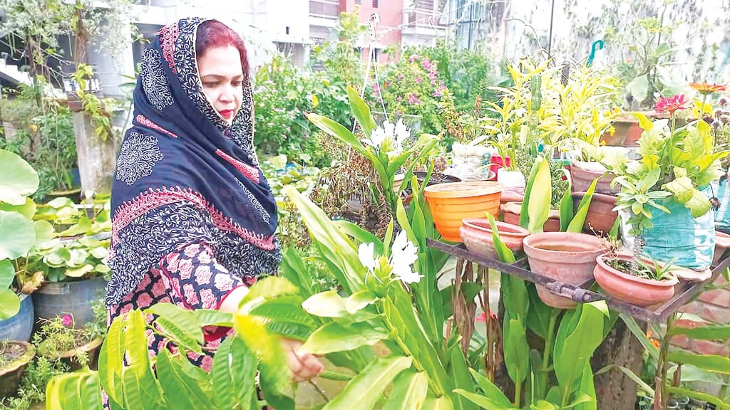 ছাদবাগান করে পাচ্ছেন প্রধানমন্ত্রীর পুরস্কার