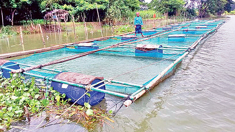 খাঁচায় মাছ চাষে লোকসান