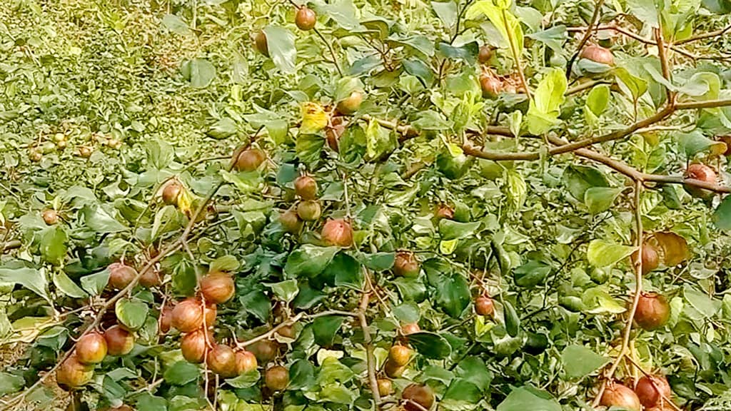 পিরোজপুরে জনপ্রিয় হয়ে উঠেছে মিশ্র ফল চাষ