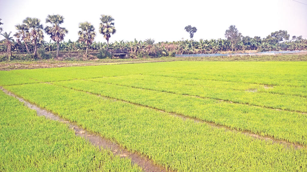 বৈরী আবহাওয়ায় বীজতলা ক্ষতির শঙ্কা