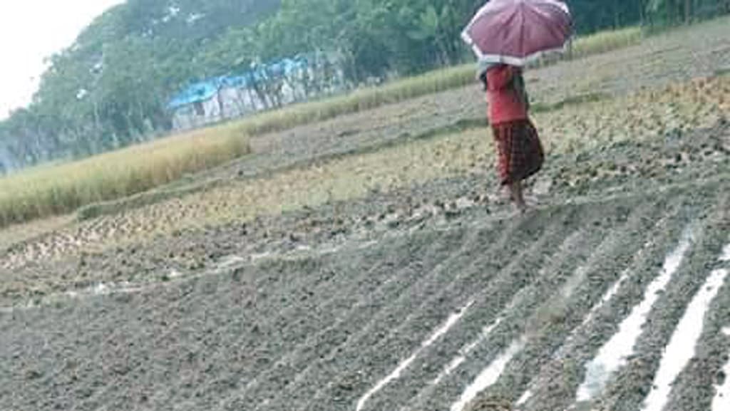 আলুর বীজতলা ডুবে দেড় কোটি টাকার ক্ষতির শঙ্কা