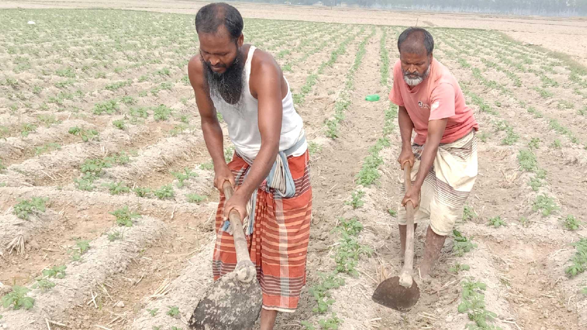 আগের লোকসান কাটাতে আবারও আলুতেই ঝোঁক