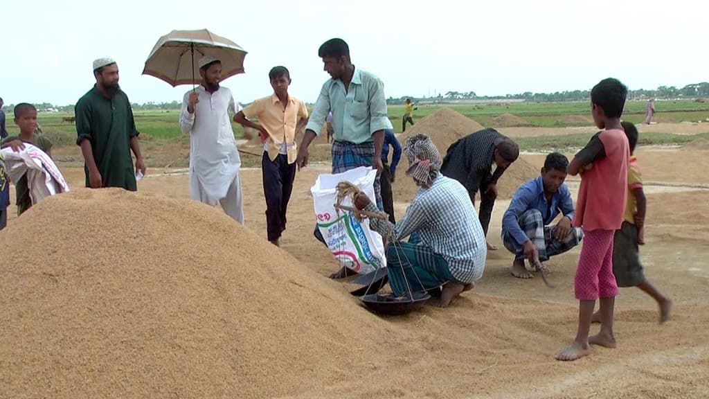 হাওরের বর্গাচাষিদের ধান যায় মহাজনের গোলায়