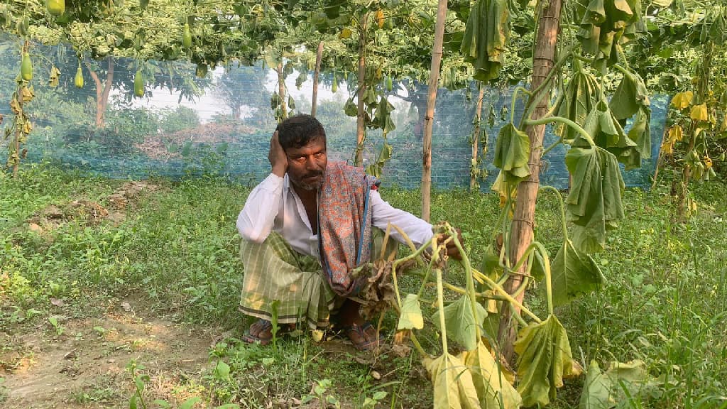 লাউয়ের সঙ্গে এ কেমন শত্রুতা!