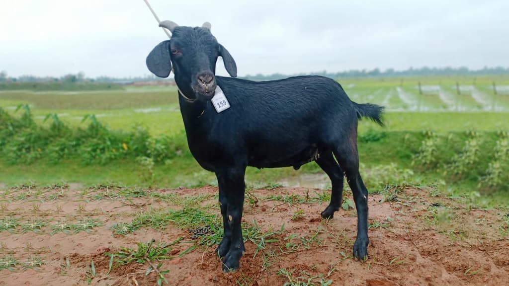 জেলেদের দেওয়া ৩২ ছাগলের ১৩টির মৃত্যু