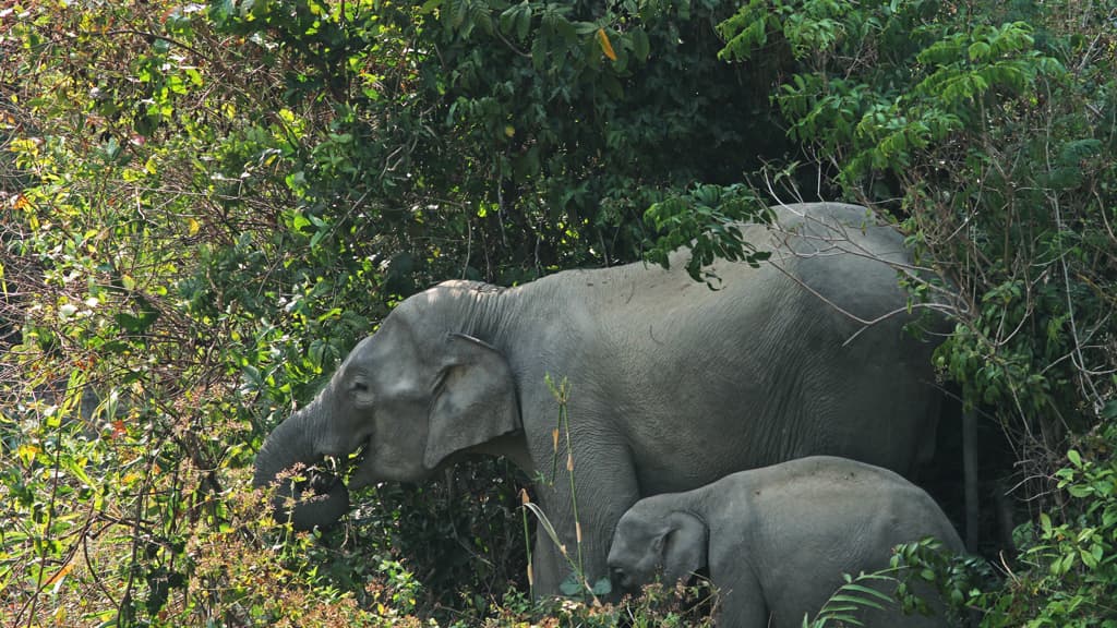 নিরাপদে থাকুক বুনো হাতি