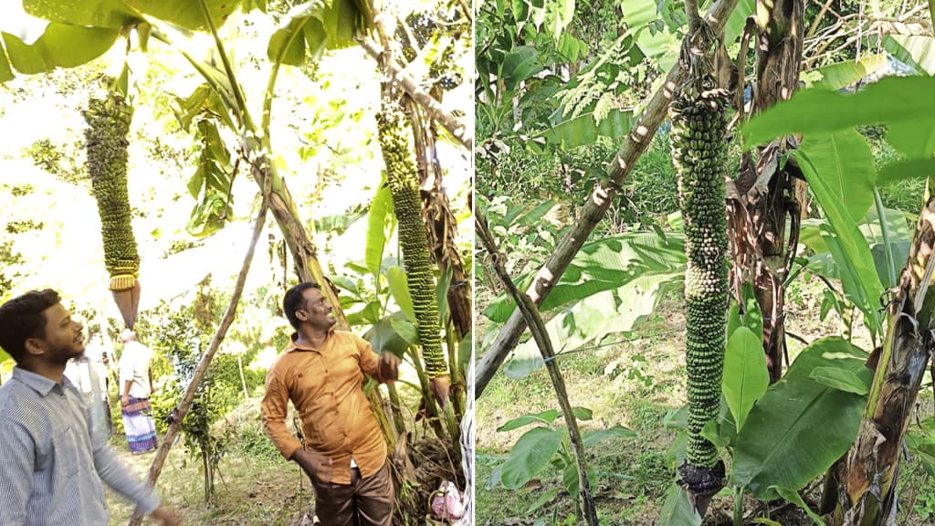 মৌলভীবাজারে ৭ ফুট লম্বা কাঁদিতে ধরেছে হাজারের বেশি কলা