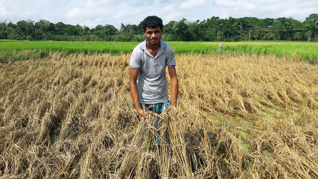 পোকায় শেষ কৃষকের স্বপ্ন