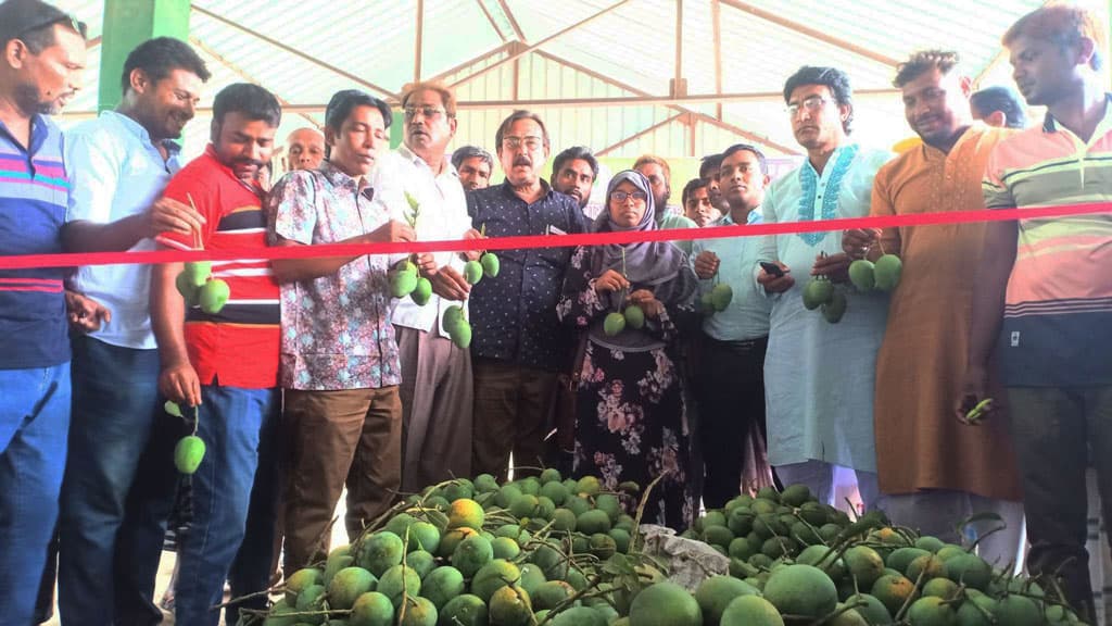 ভোলাহাটে পরিপক্ব আম ক্রয়-বিক্রয় উদ্বোধন