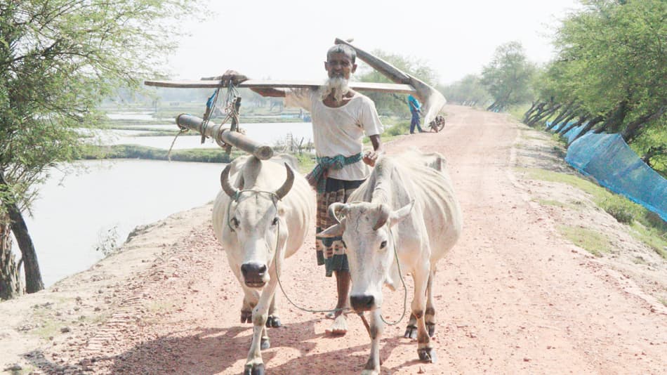 বিলুপ্তির পথে লাঙল দিয়ে হালচাষ