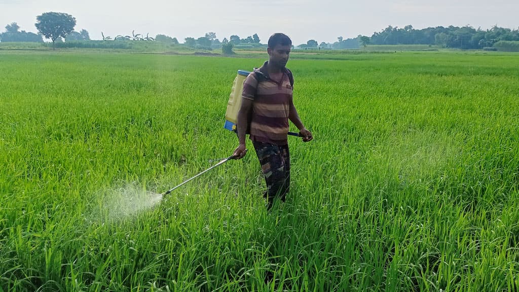 গাংনীতে ধানগাছে মাজরা ও গোড়া পচা রোগ, সুফল মেলে না কীটনাশকে