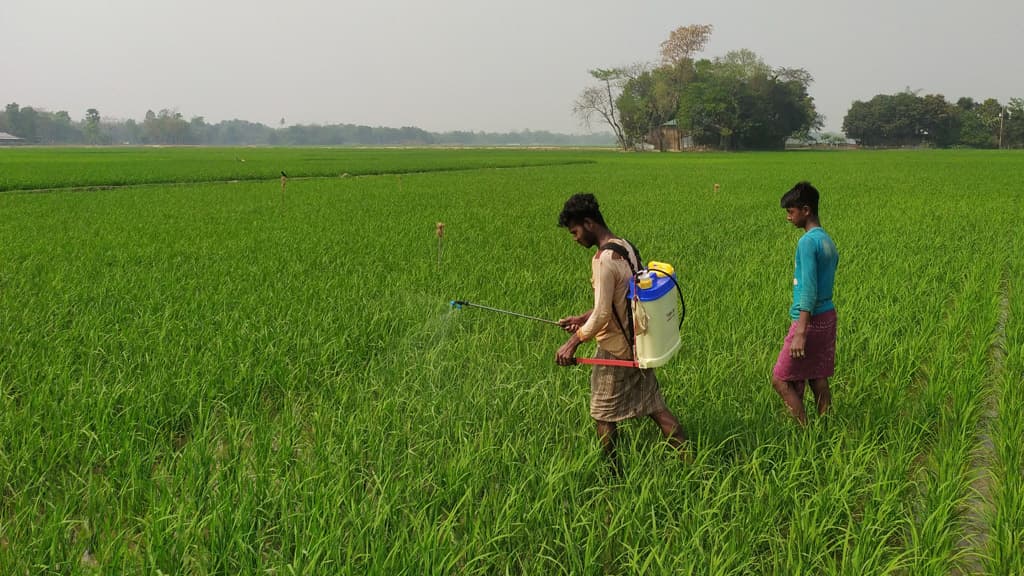 পোকার উপদ্রবে অতিষ্ঠ কৃষক