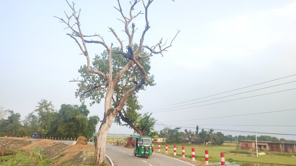 মরা গাছে দুর্ঘটনার আশঙ্কা