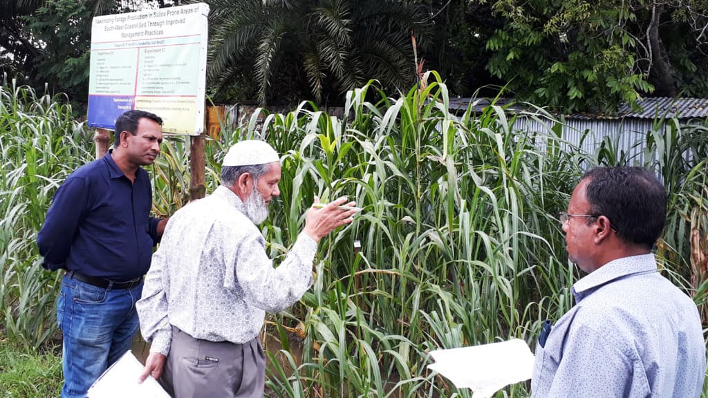 লবণাক্ত এলাকায় গোখাদ্যের চাহিদা পূরণ করবে পাকচোং ঘাস 