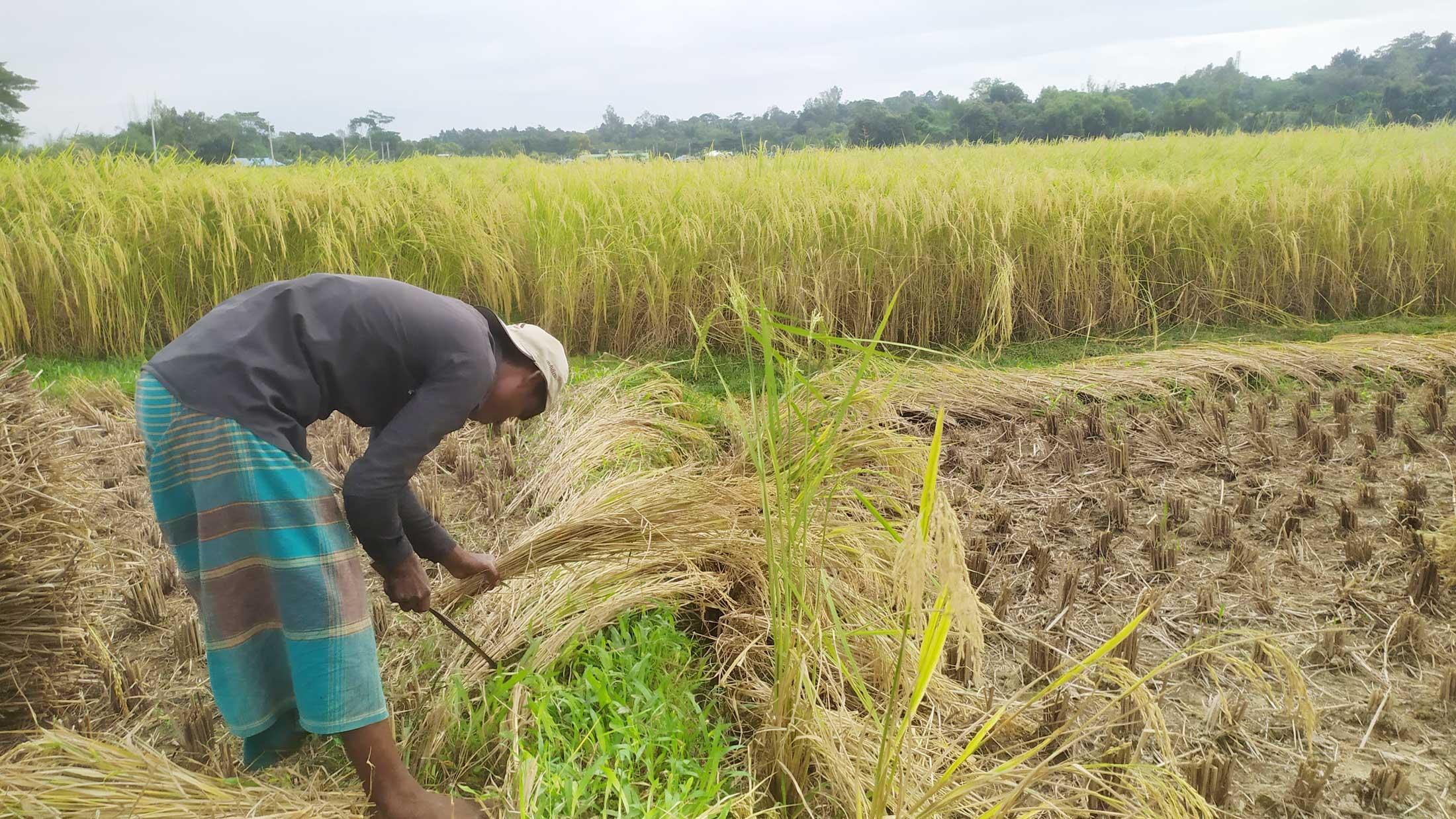 আমন ধান কাটার উৎসব