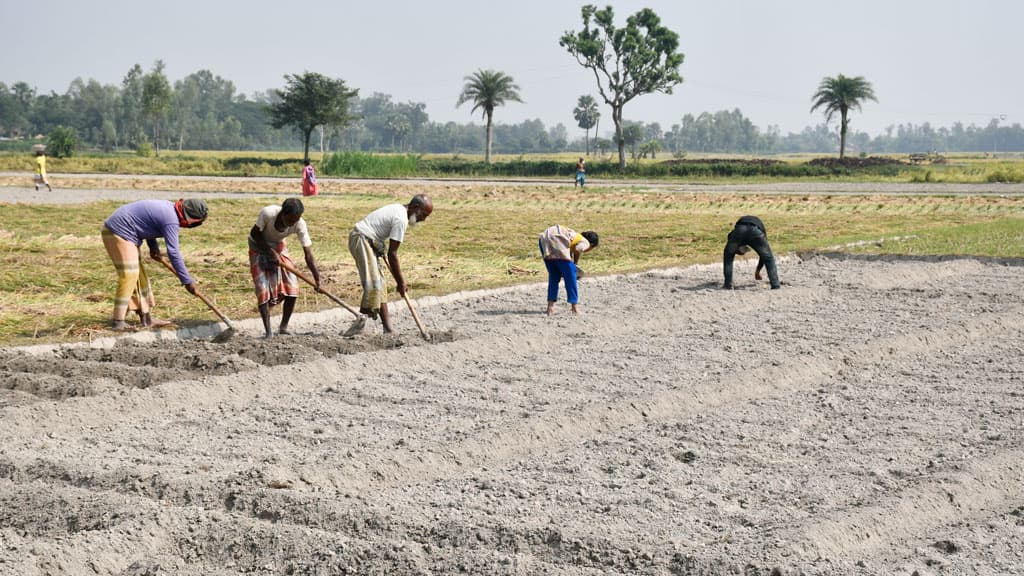 আলুবীজ-সারে বাড়তি খরচ