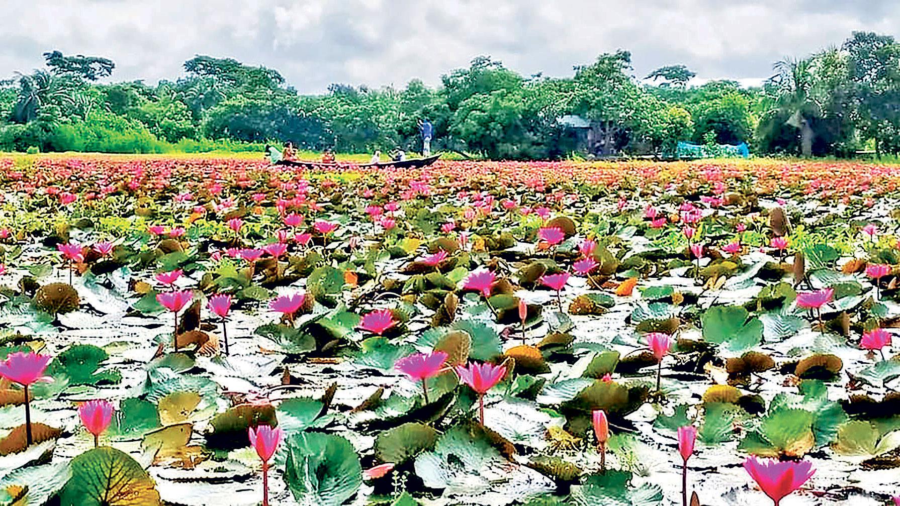 সাতলায় শাপলা রাজ্য