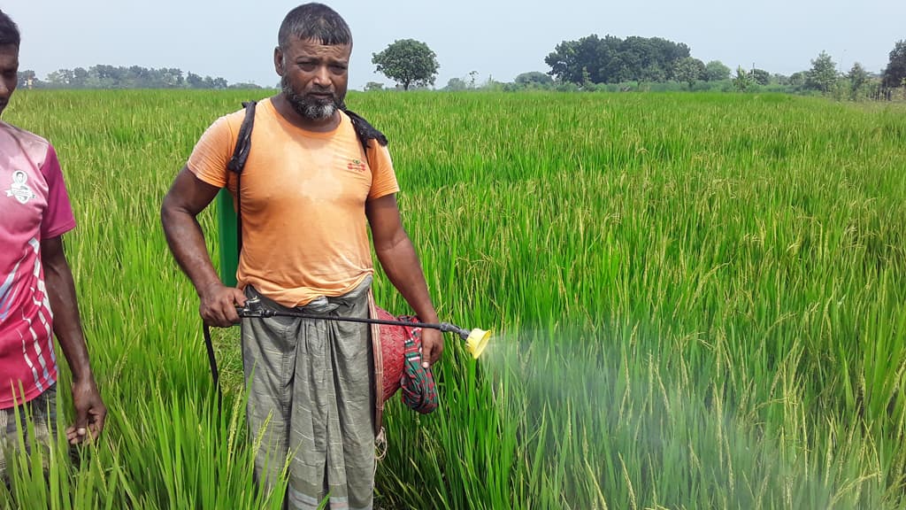 পোকায় দিশেহারা কৃষক