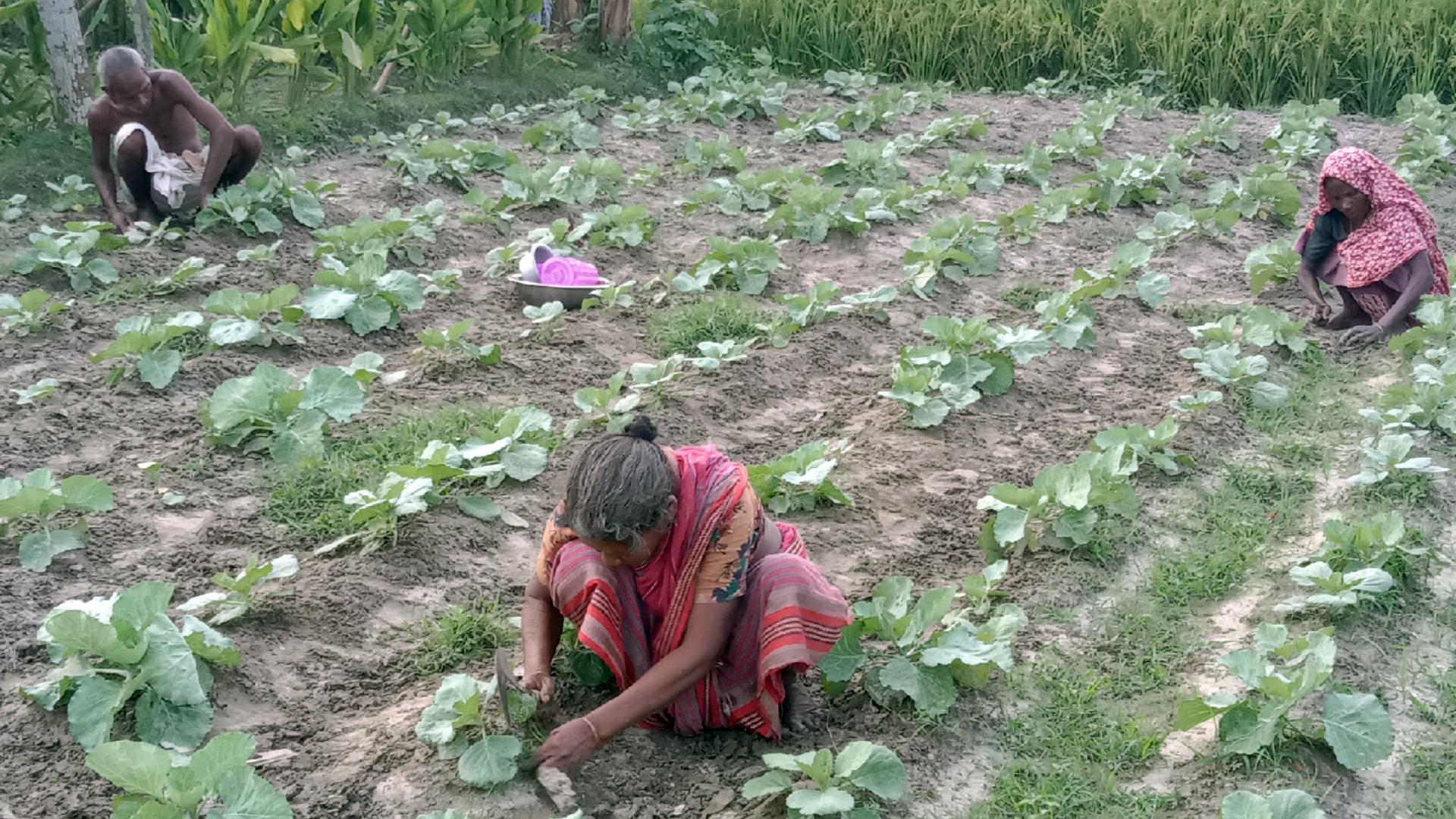 আগাম বাঁধাকপি চাষ শুরু