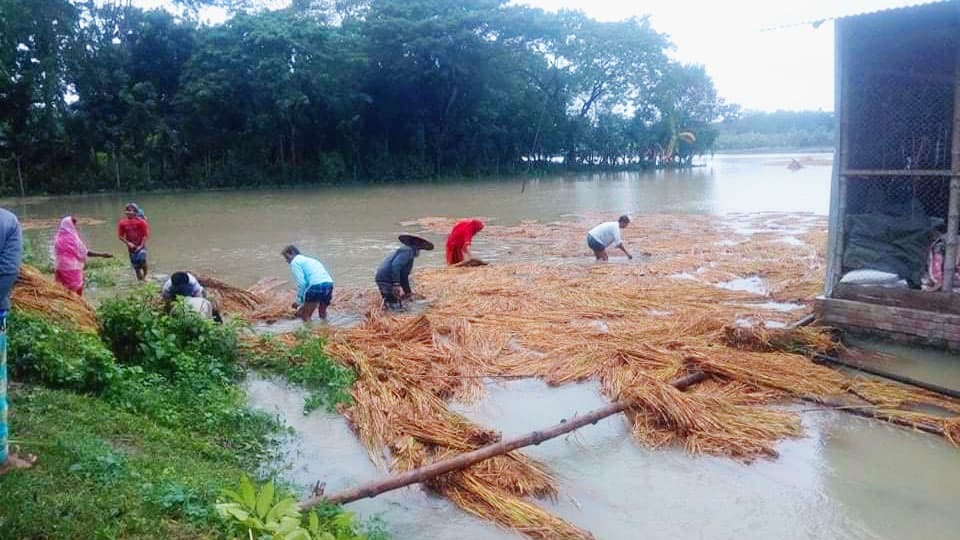 বৃষ্টিতে কৃষকের সর্বনাশ