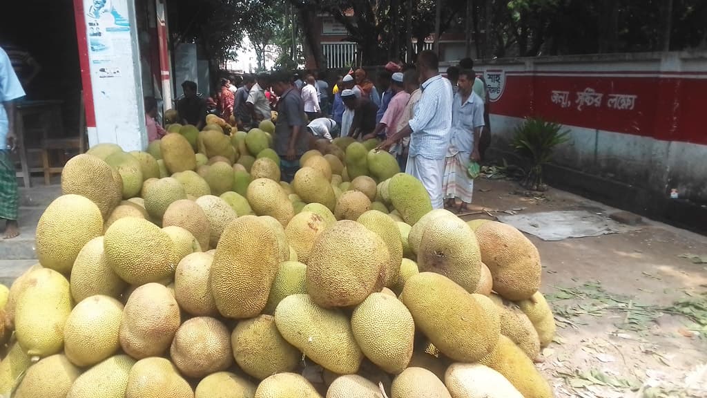 ক-তে কাপাসিয়া, ক-তে কাঁঠাল