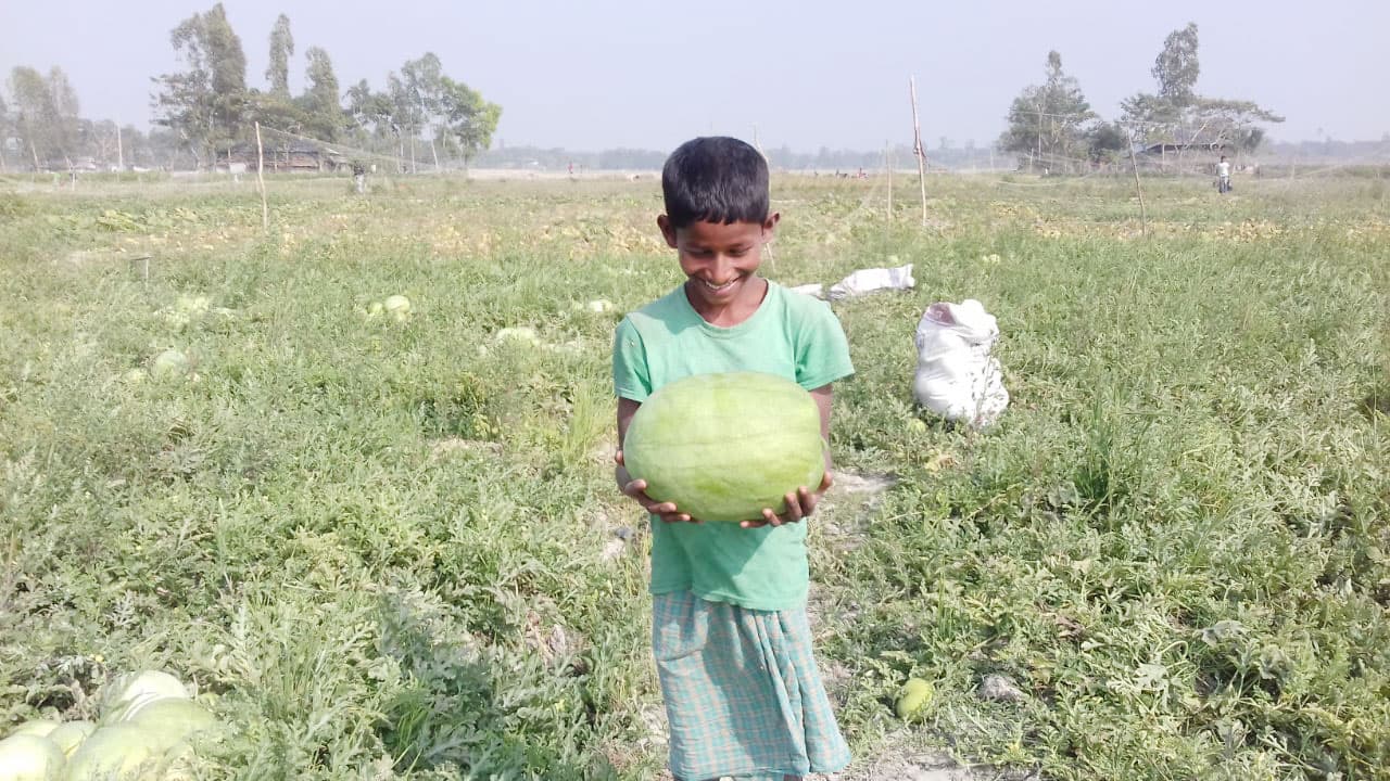 তরমুজের ফলন ও দাম ভালো