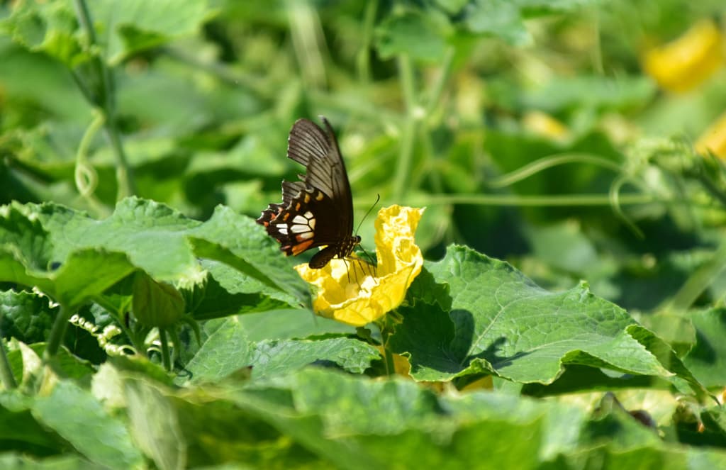 দিনের ছবি (১৯ আগস্ট, ২০২৩)