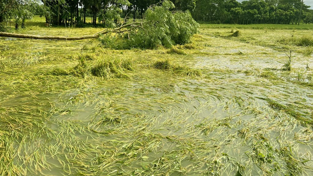 ধান ও পেঁয়াজের ব্যাপক ক্ষতি