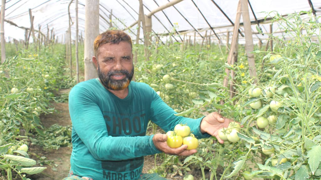 ধান ছেড়ে টমেটো চাষ