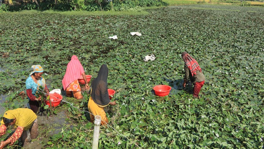 পতিত জমিতে পানিফল