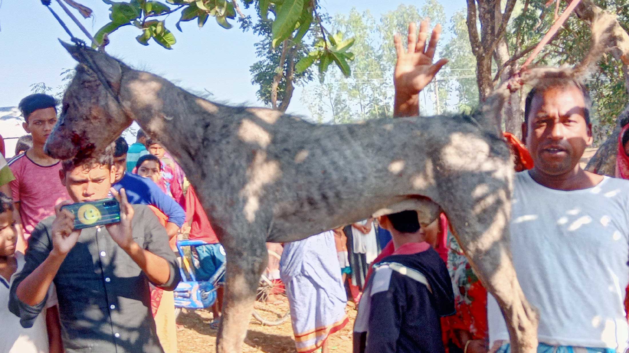 পীরগঞ্জে  পিটিয়ে শিয়াল হত্যা