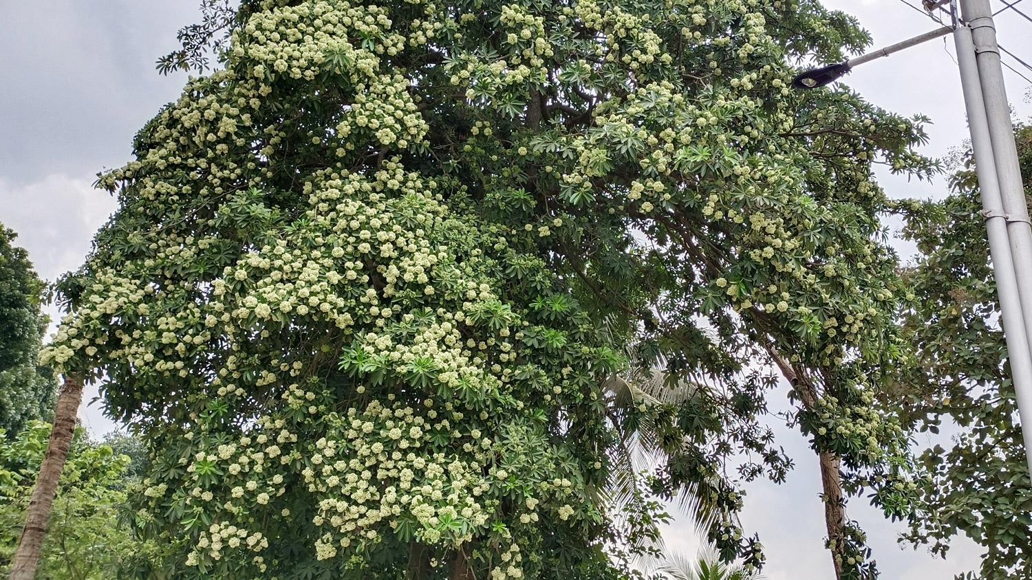 হাসপাতালের সামনে ছাতিম গাছটি বহু রোগীরই ভরসা