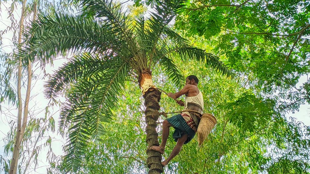 হরিরামপুরে রস বৃদ্ধিতে ৫ লাখ খেজুর গাছ রোপণ করবে প্রশাসন