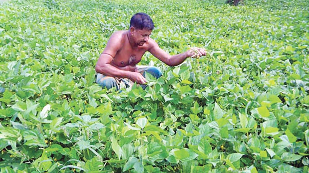 চৌগাছায় বেড়েছে  কলাইয়ের আবাদ