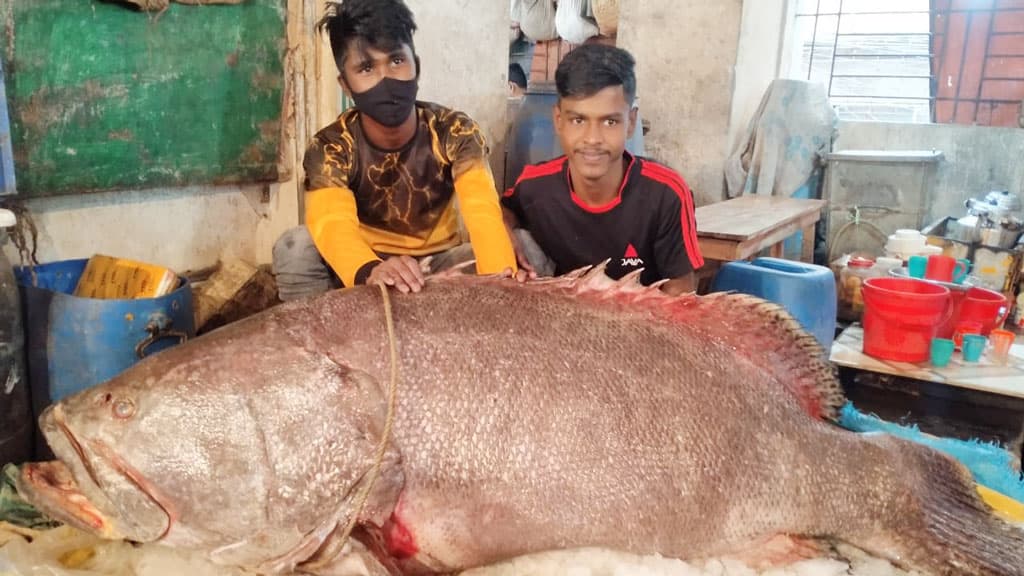 ২১০ কেজি ওজনের কই কোরাল আনা হলো পিকআপে