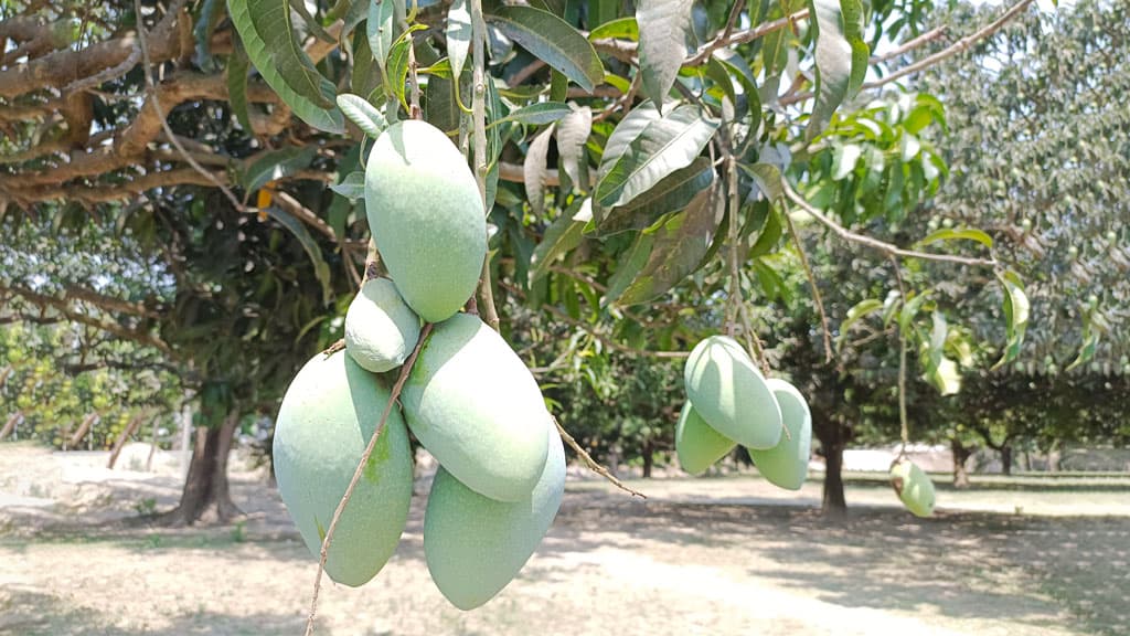 চাঁপাইনবাবগঞ্জের আম বাজারে উঠতে আরও ১৫ দিন লাগতে পারে 