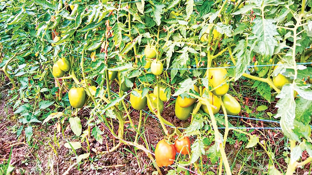 টমেটোর ভালো ফলনে কৃষকের মুখে হাসি