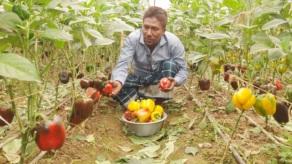 ক্যাপসিকামে বাজিমাত