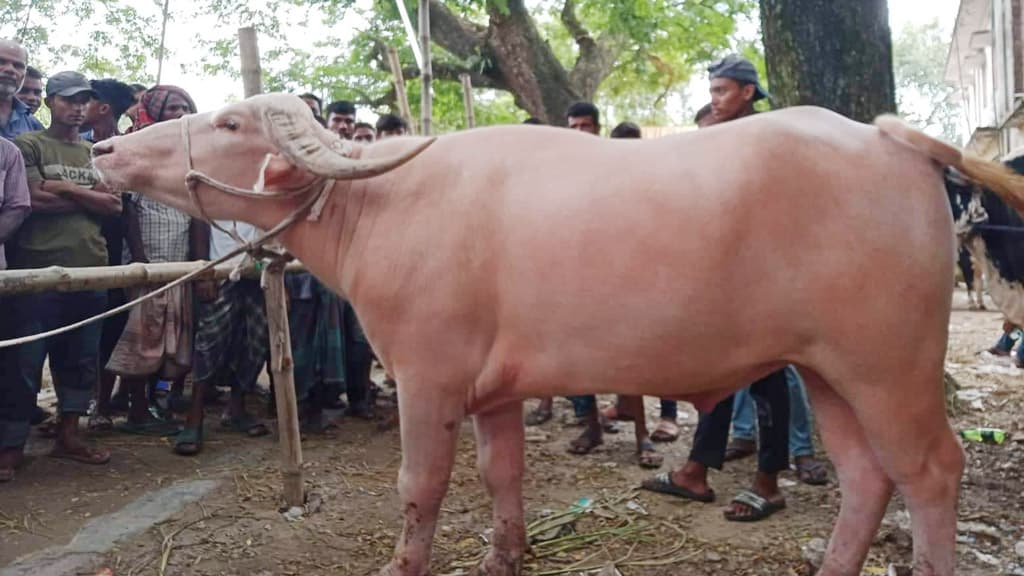 বগুড়ার সুলতানগঞ্জ হাটে গোলাপি মহিষ, দাম ৪ লাখ