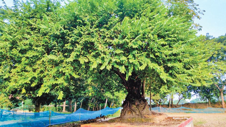 ২০০ বছরের তমাল ছায়া