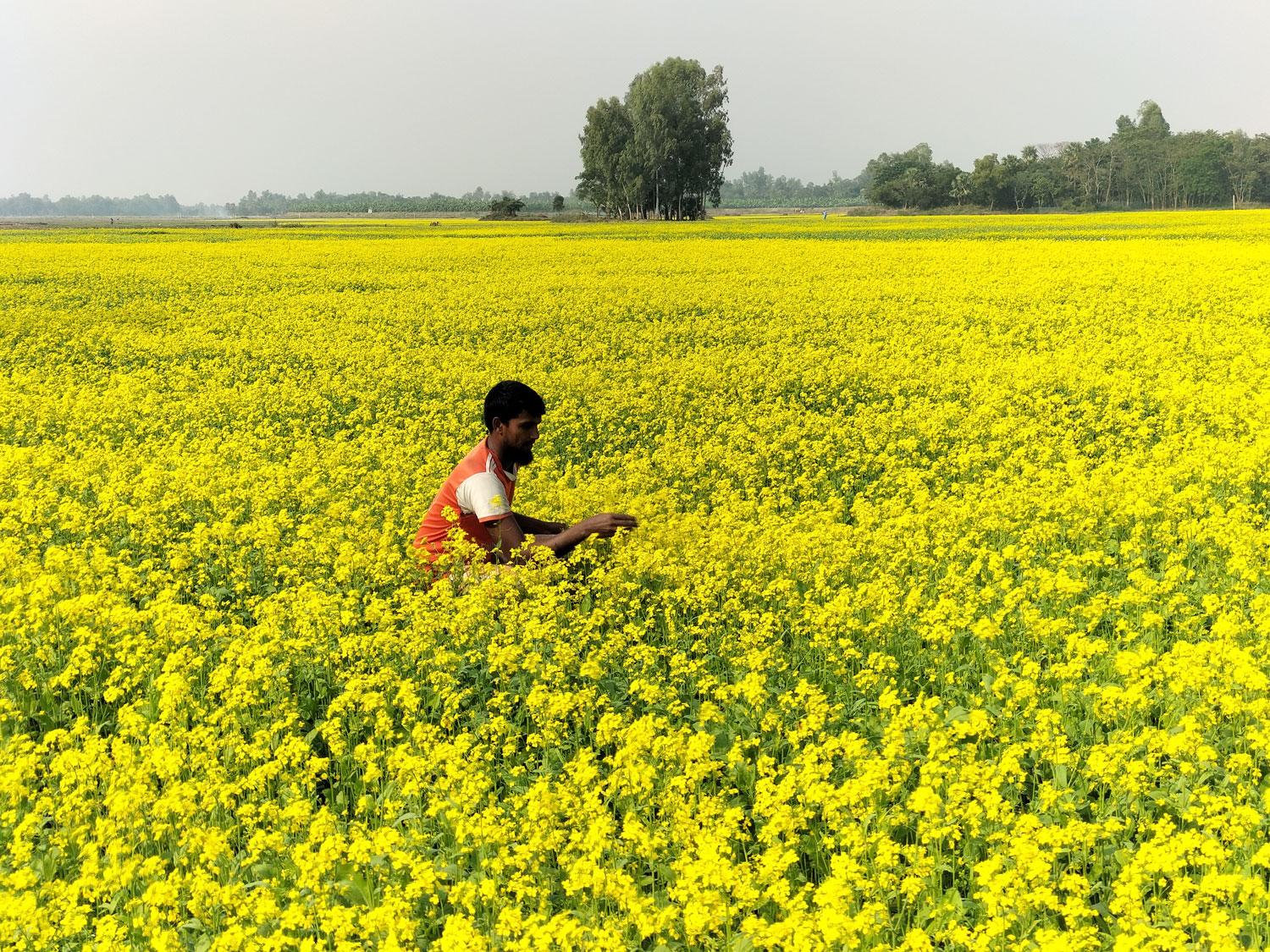 দিগন্ত জুড়ে হলুদের মেলা 