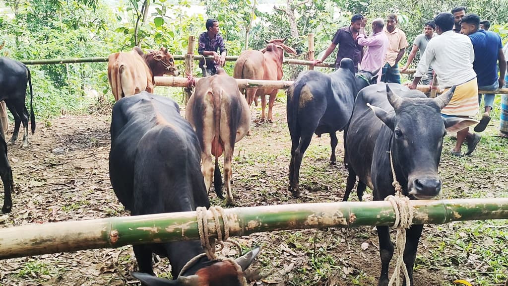 বাঘাইছড়িতে জমে উঠেছে পাহাড়ি গরুর কোরবানির হাট