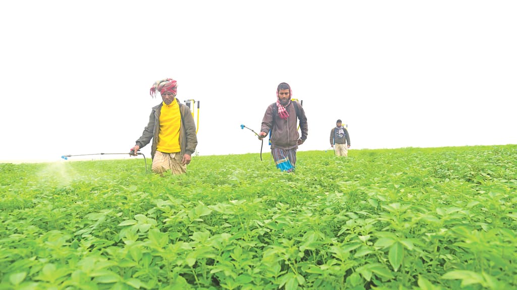 চরের ফসলে বন্যার ক্ষতি পোষানোর আশা  কৃষকের