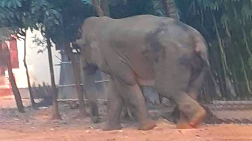 চকরিয়ার লোকালয়ে বন্য হাতির তাণ্ডব, নিহত ১