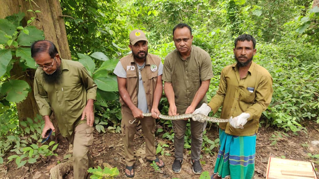 কাপ্তাই জাতীয় উদ্যানে অজগর অবমুক্ত